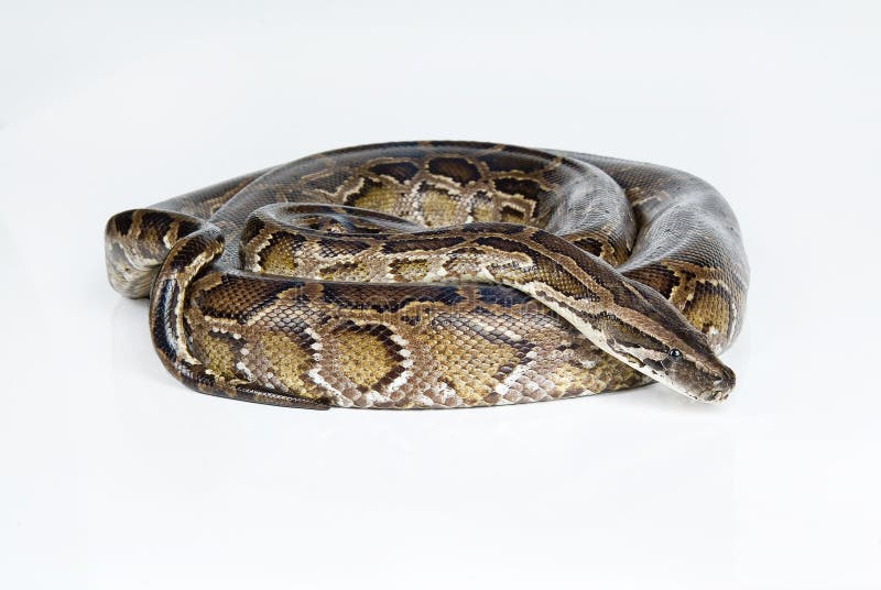 皇家Python 库存图片