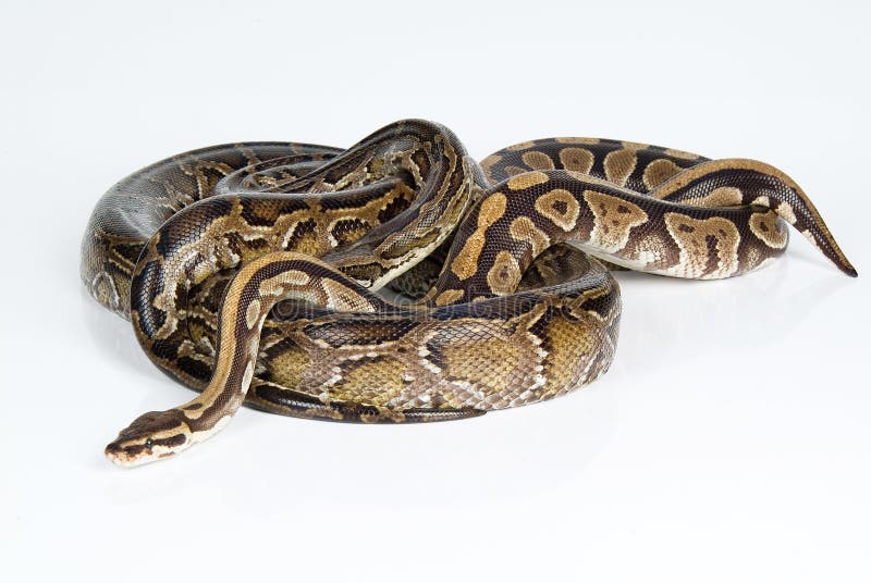 皇家Python 库存照片