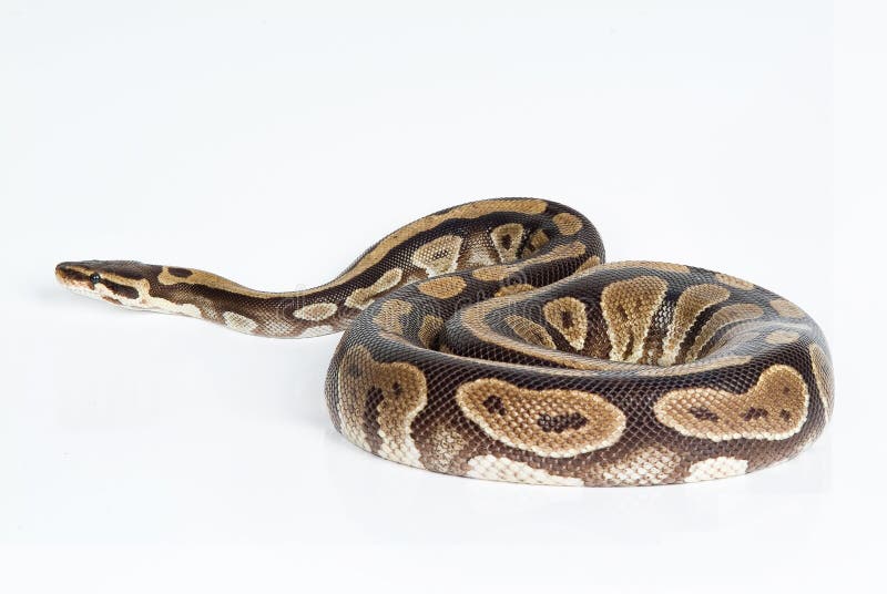 皇家Python 免版税库存图片