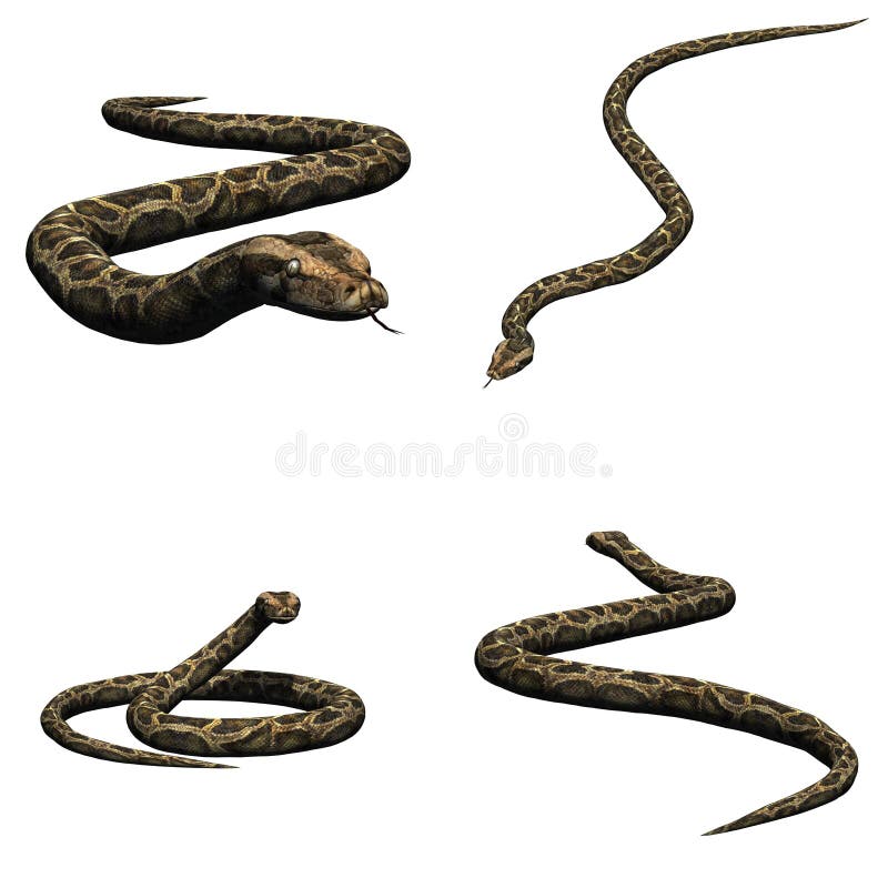 设置在白色背景的一个唯一Python 库存例证