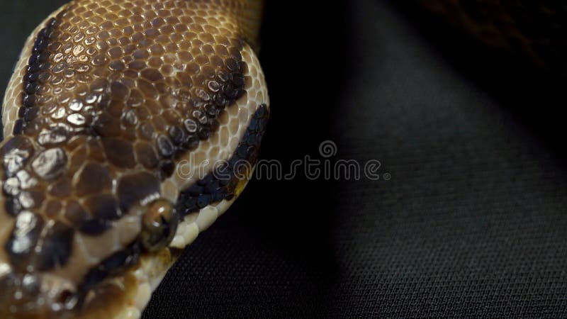 球皇家Python录影在黑暗的 股票视频