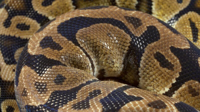 球皇家Python录影在黑暗的背景的 股票视频