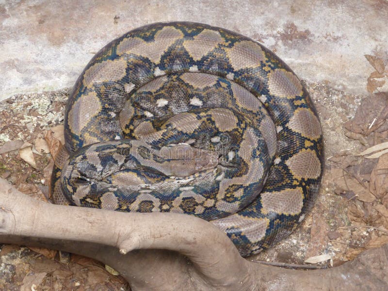 看世界的网状的Python 库存照片