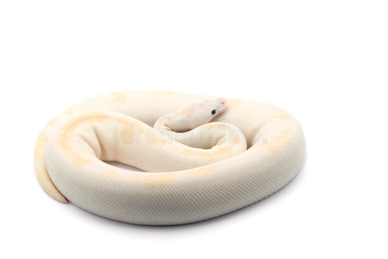 在白色背景隔绝的皇家Python 免版税库存照片