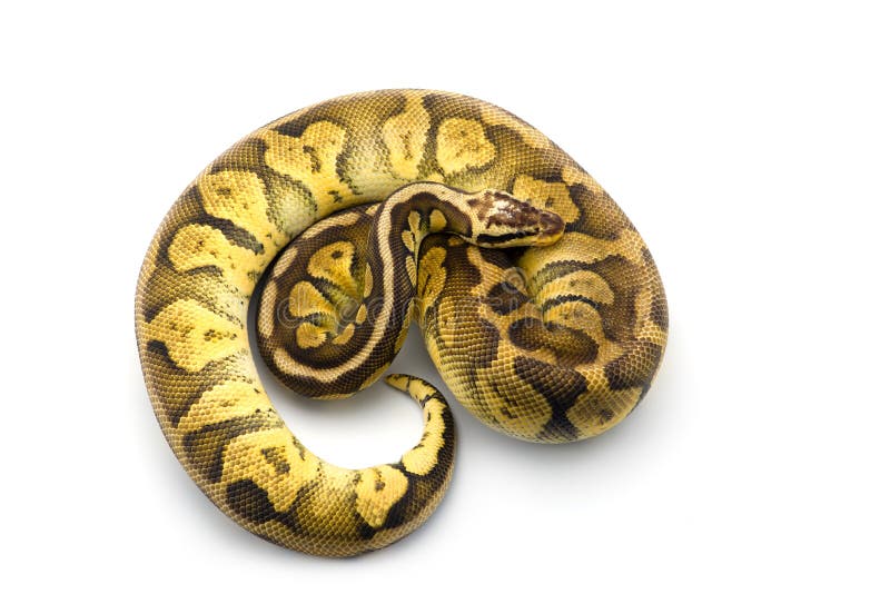 在白色背景隔绝的皇家Python 图库摄影