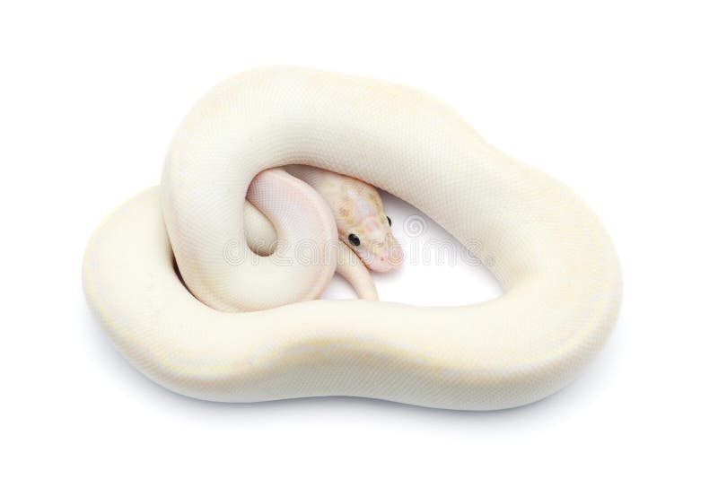 在白色背景隔绝的皇家Python 免版税图库摄影