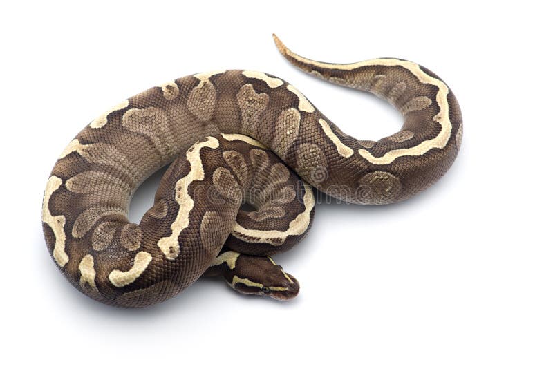在白色背景隔绝的皇家Python 库存照片