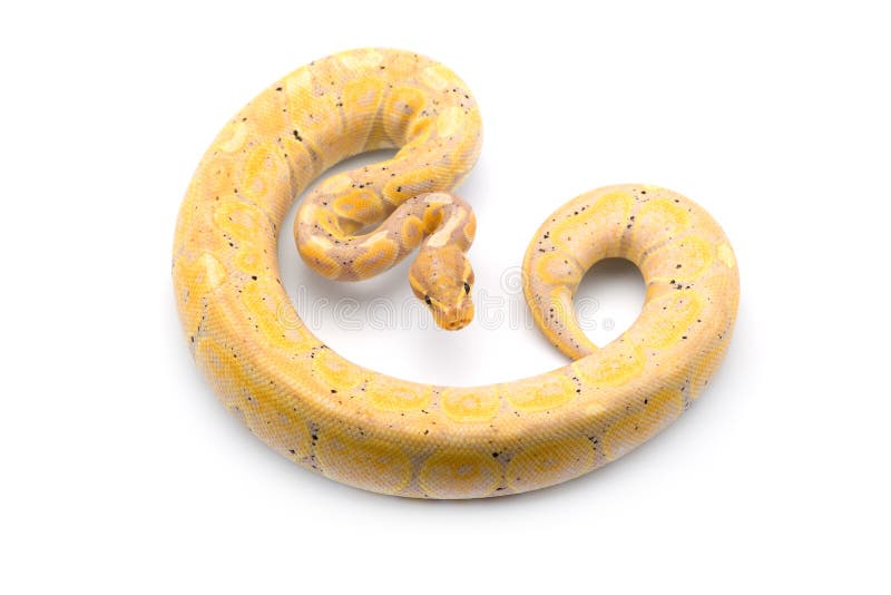 在白色背景隔绝的皇家Python 库存图片
