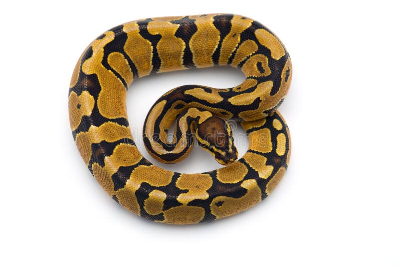 在白色背景隔绝的皇家Python 库存照片