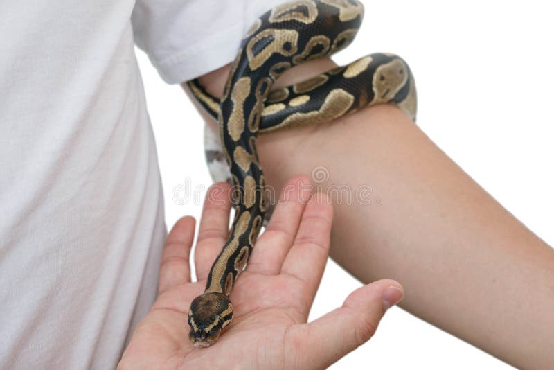皇家或球Python的图象在人的手上的 免版税库存图片