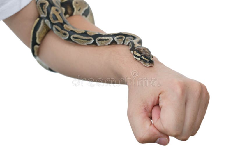 皇家或球Python的图象在人的手上的 免版税图库摄影
