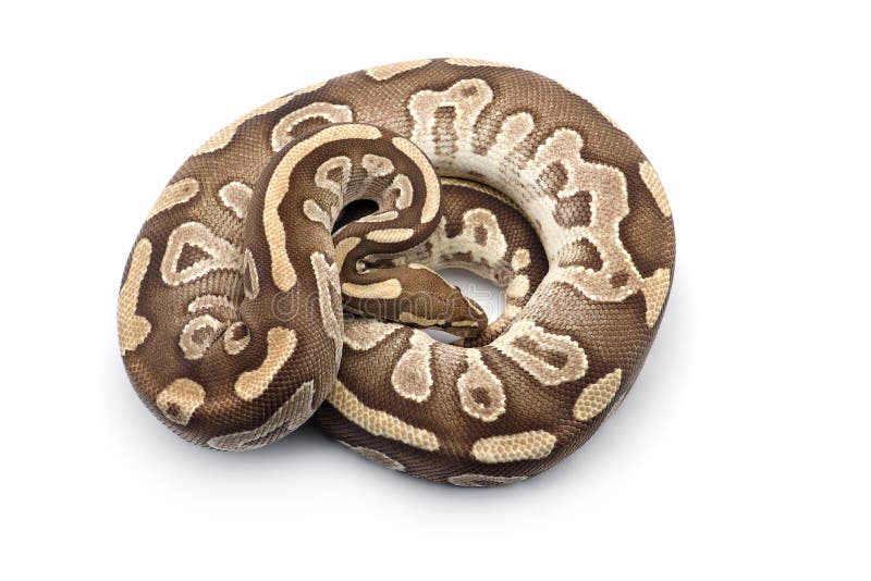 在白色背景的皇家Python 库存图片