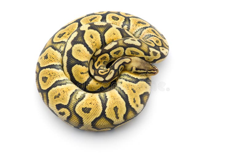 在白色背景的皇家Python 免版税库存照片