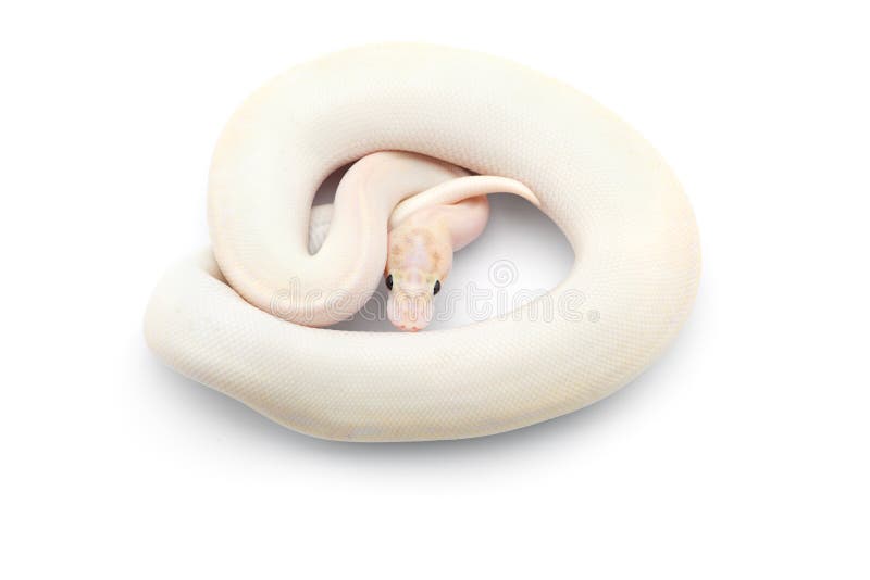 在白色背景的皇家Python 库存图片