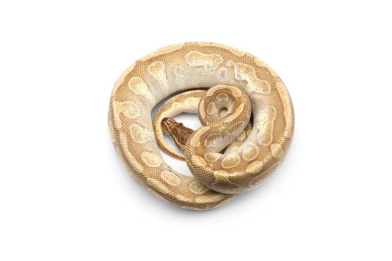 在白色背景的皇家Python 库存图片