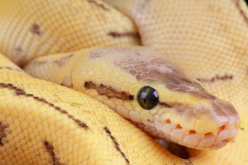 球国王Python/的Python 图库摄影