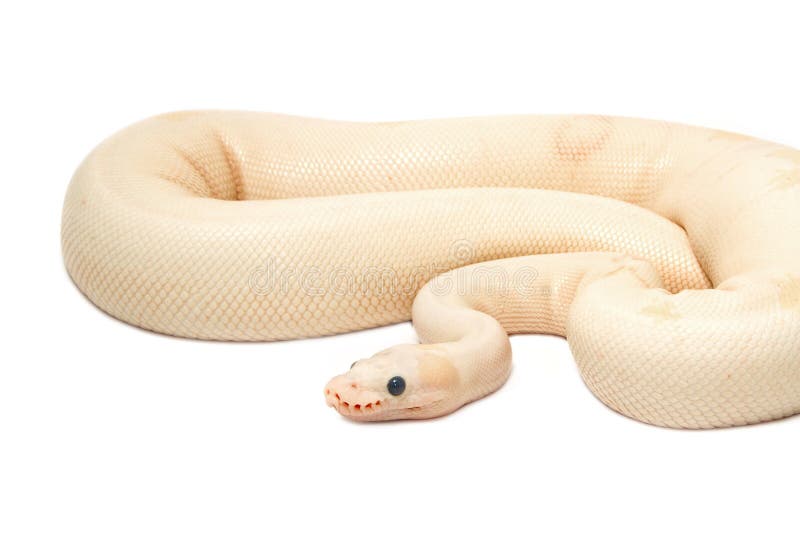 雪花白化球蟒 (Python regius) 库存照片