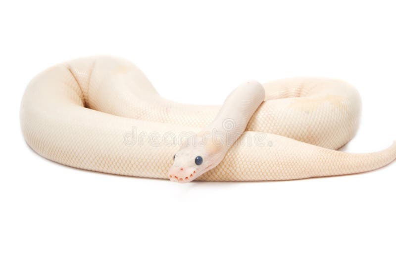 雪花白化球蟒 (Python regius) 免版税库存图片