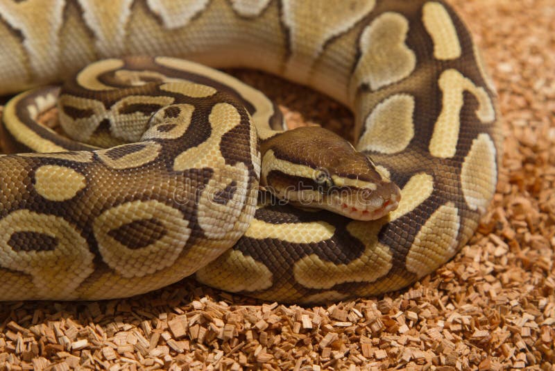 球Python (国王的Python) 免版税库存图片
