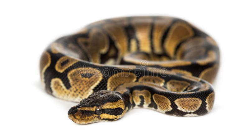 Βασιλικός πύθων, Python regius, απομονωμένος στοκ φωτογραφία με δικαίωμα ελεύθερης χρήσης