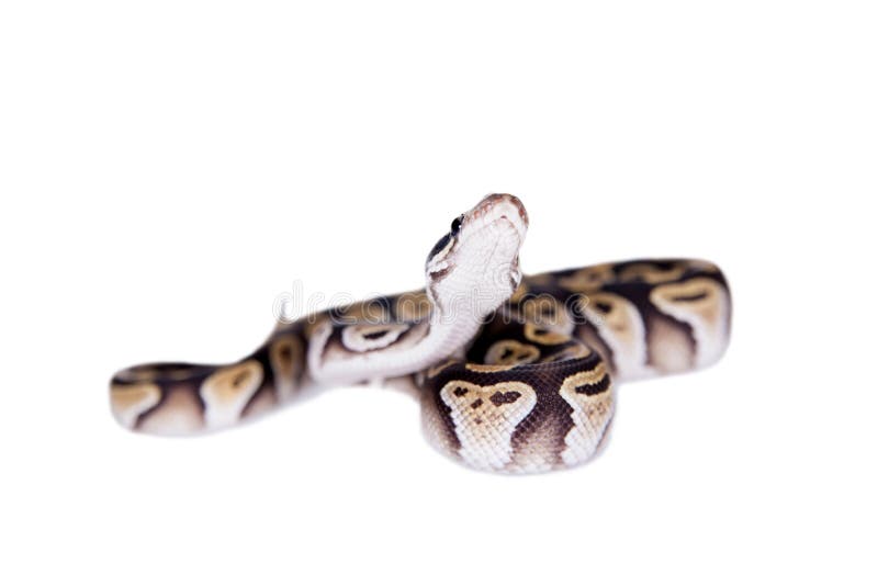 Βασιλικό Python, ή σφαίρα Python στο λευκό στοκ φωτογραφία με δικαίωμα ελεύθερης χρήσης