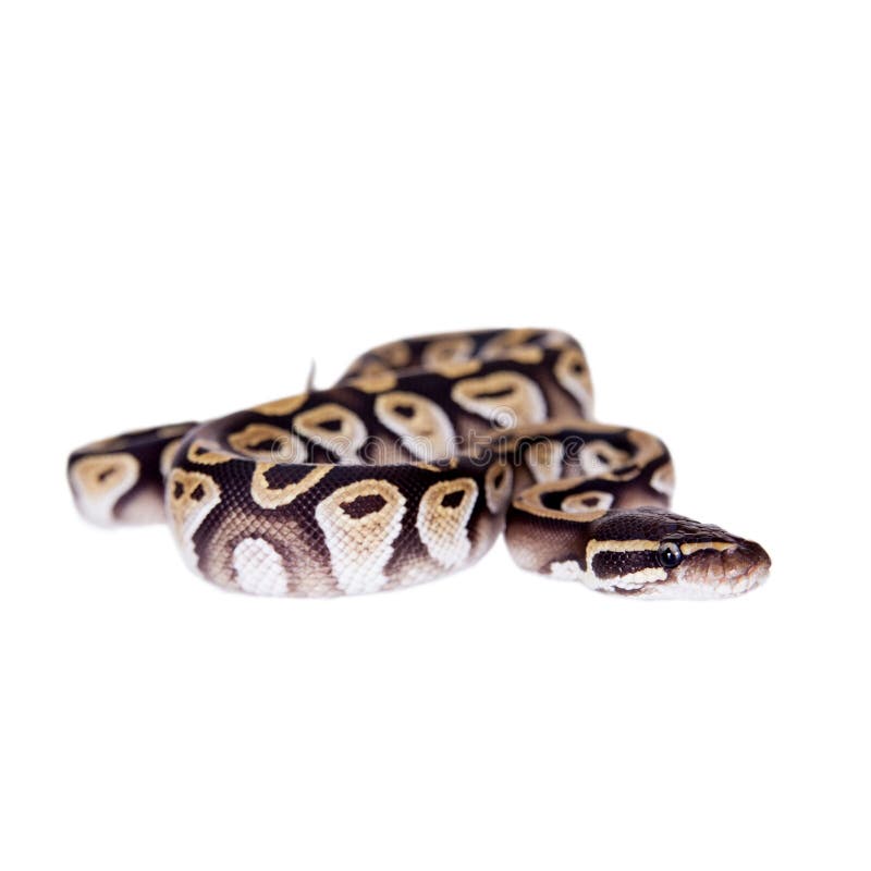 Βασιλικό Python, ή σφαίρα Python στο λευκό στοκ φωτογραφία με δικαίωμα ελεύθερης χρήσης