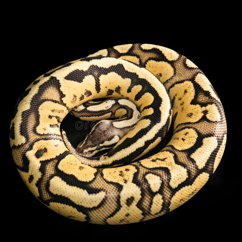 Βασιλικός πύθων - Python regius στοκ εικόνα με δικαίωμα ελεύθερης χρήσης