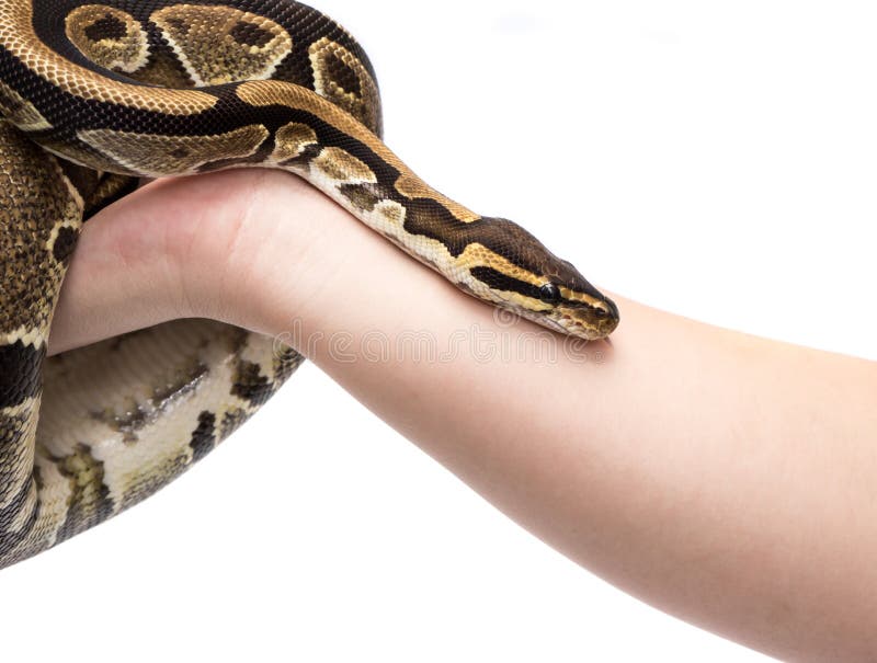 Κρατώντας τη διαθέσιμη σφαίρα Python (Python βασιλικό) χεριών, στο στούντιο ενάντια στο α στοκ εικόνα