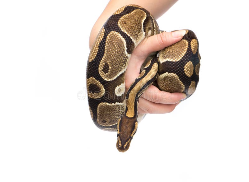 拿着手中球Python (国王的Python)，在演播室反对a 图库摄影