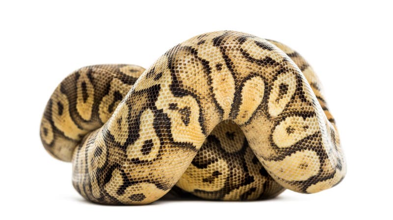 Βασιλικός πύθων, Python regius, τυλιγμένος στοκ εικόνες