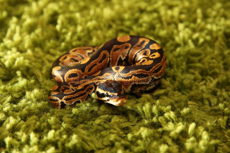 Python国王蛇(皇家或球Python) 库存照片