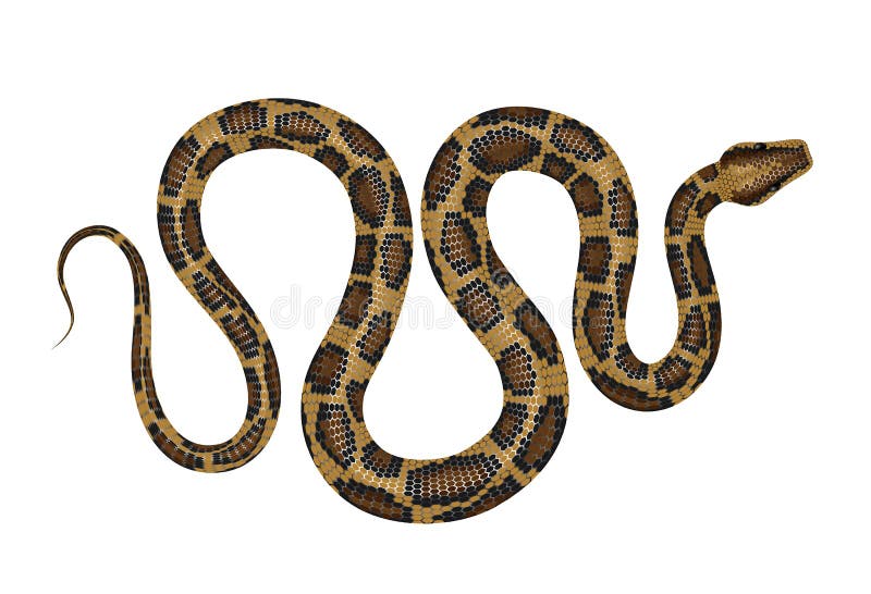 Pythonのベクターイラスト ロイヤリティフリーのイラスト