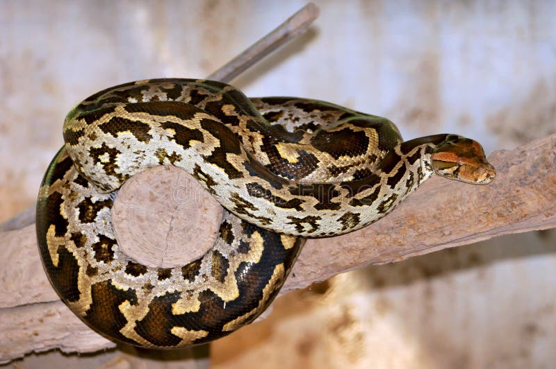 Python 库存图片