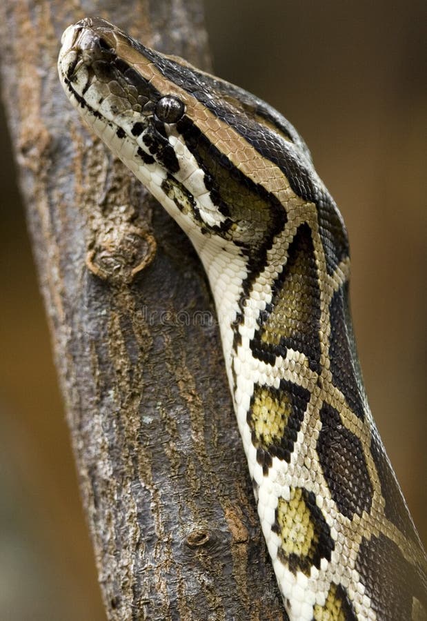 Python 스톡 사진촬영