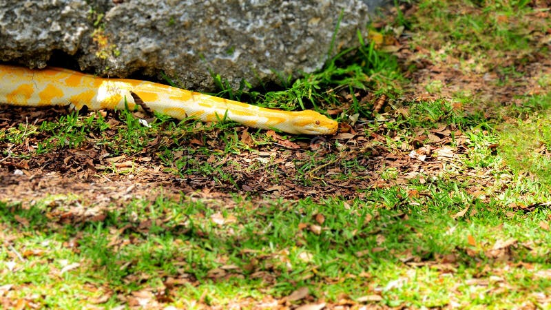 缅甸Python (Python bivittatus) 免版税库存照片