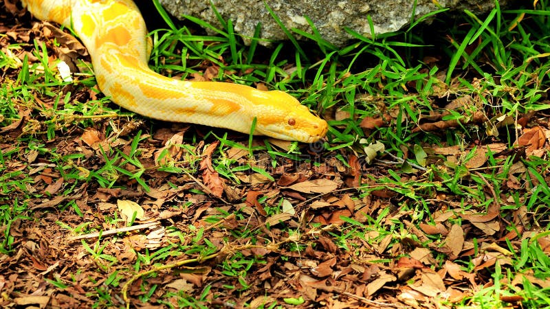 黄色缅甸Python (Python bivittatus) 免版税库存图片