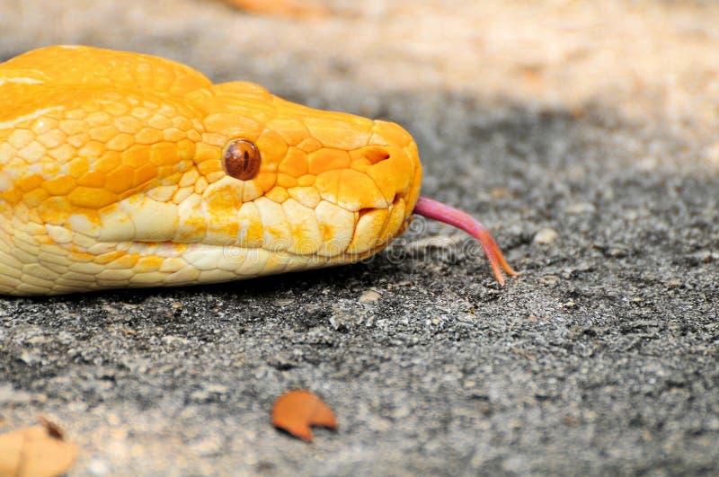 接近的缅甸Python (Python bivittatus) 库存图片