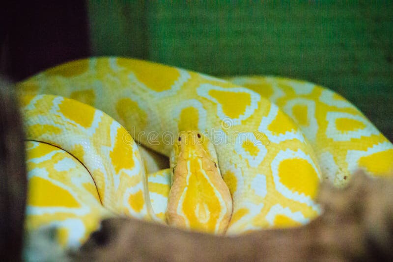 白变种缅甸Python (Python bivittatus)是一个五家神 图库摄影