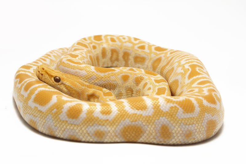 白变种缅甸Python Python molurus bivittatus 免版税库存照片