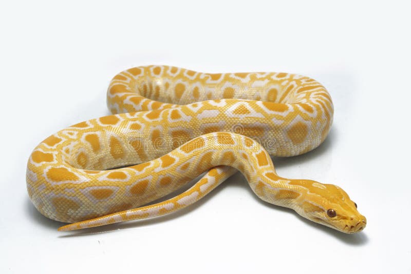 白变种缅甸Python Python molurus bivittatus 库存图片