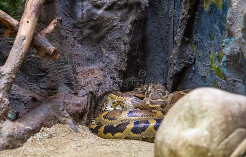 印度岩石Python Python molurus molurus在动物园巴塞罗那里 库存图片