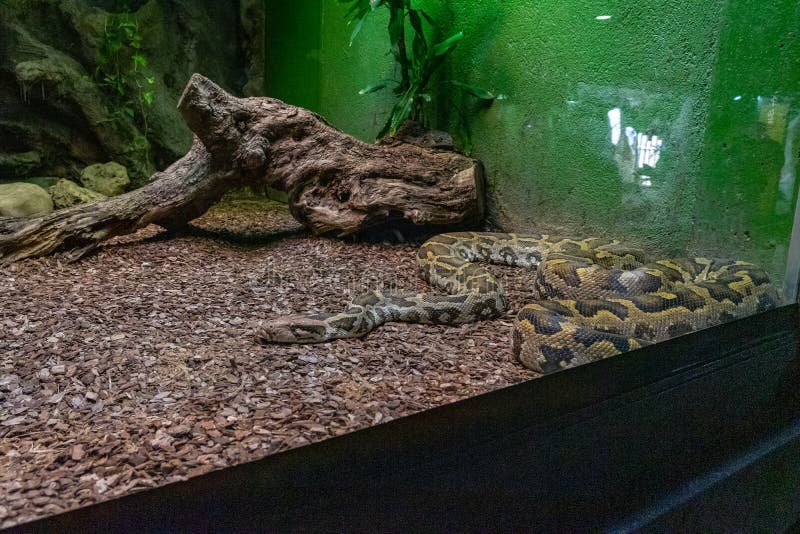 印度岩石Python Python molurus molurus在动物园巴塞罗那里 免版税库存图片