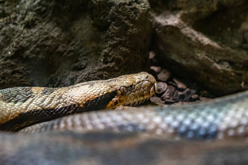 印度岩石Python Python molurus molurus在动物园巴塞罗那里 免版税库存图片