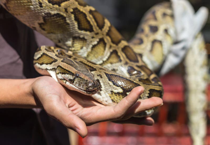 Βουρμανικός πύθων, Python molurus, Python bivittatus στοκ φωτογραφία με δικαίωμα ελεύθερης χρήσης