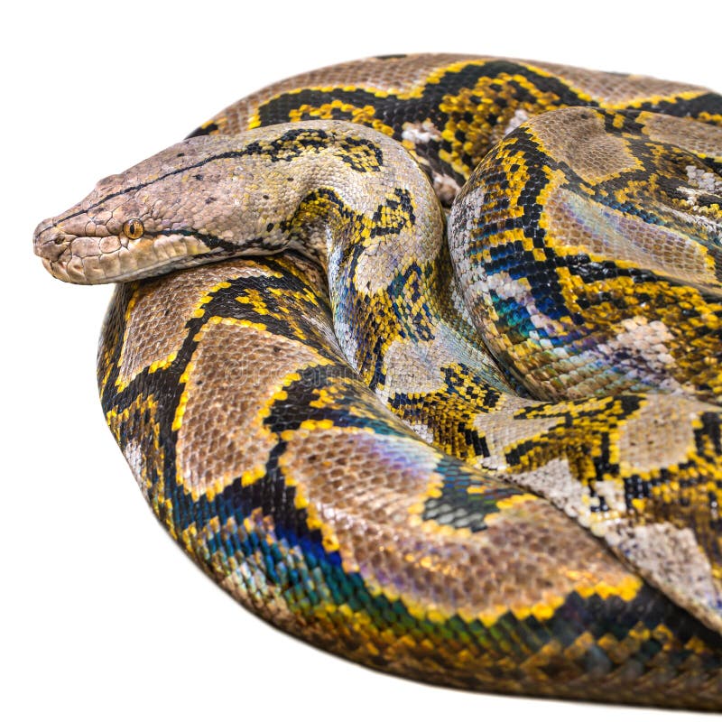 Κυλημένο βασιλικό Python, ή η σφαίρα Python (Python βασιλικό), απομόνωσε wh στοκ φωτογραφία με δικαίωμα ελεύθερης χρήσης