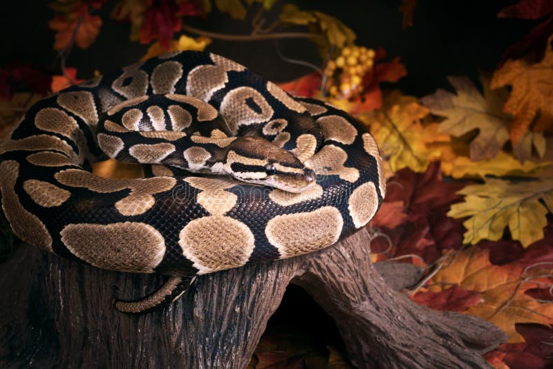 球Python & x28；Python regius& x29；皇家Python 秋天，在大麻，冬天问题的蟒蛇 免版税库存照片