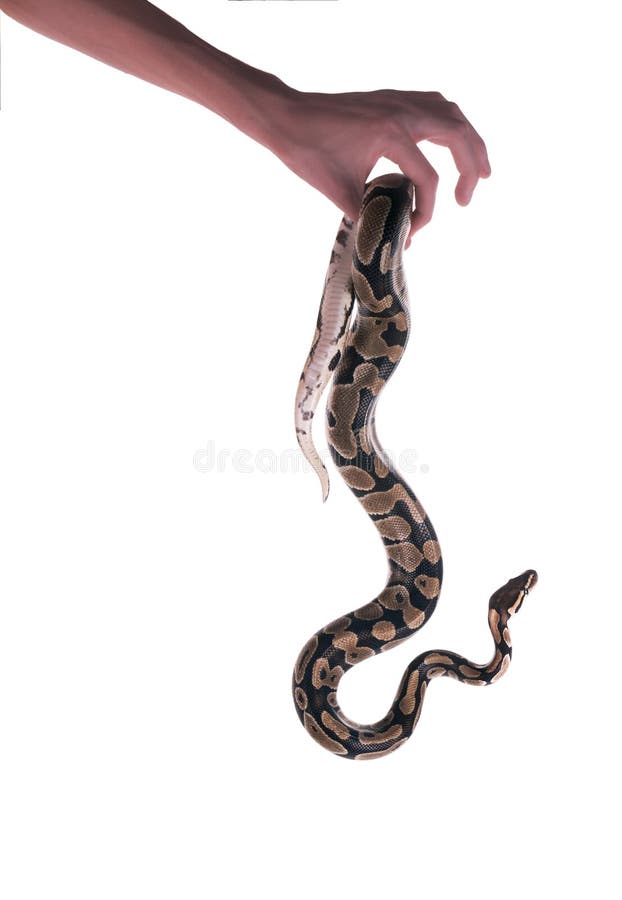 球蟒 & x28;Python regius& x29;，皇家蟒。手握着悬垂的蛇。在白色背景上隔离 免版税库存图片