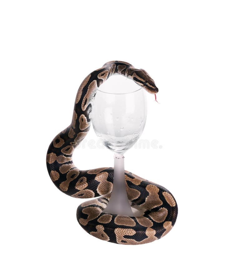 球蟒 & x28;Python regius& x29;，皇家蟒。蛇缠绕着葡萄酒杯。在白色背景上隔离 库存图片