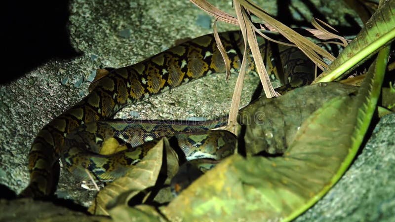 婴孩网状的Python Python reticulatus在晚上 股票视频