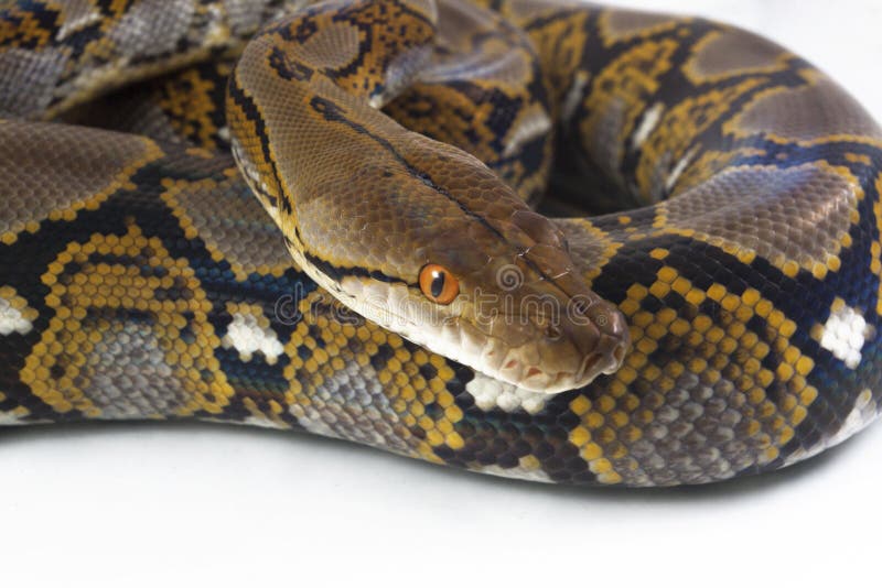 网纹蟒 Python reticulatus 库存图片